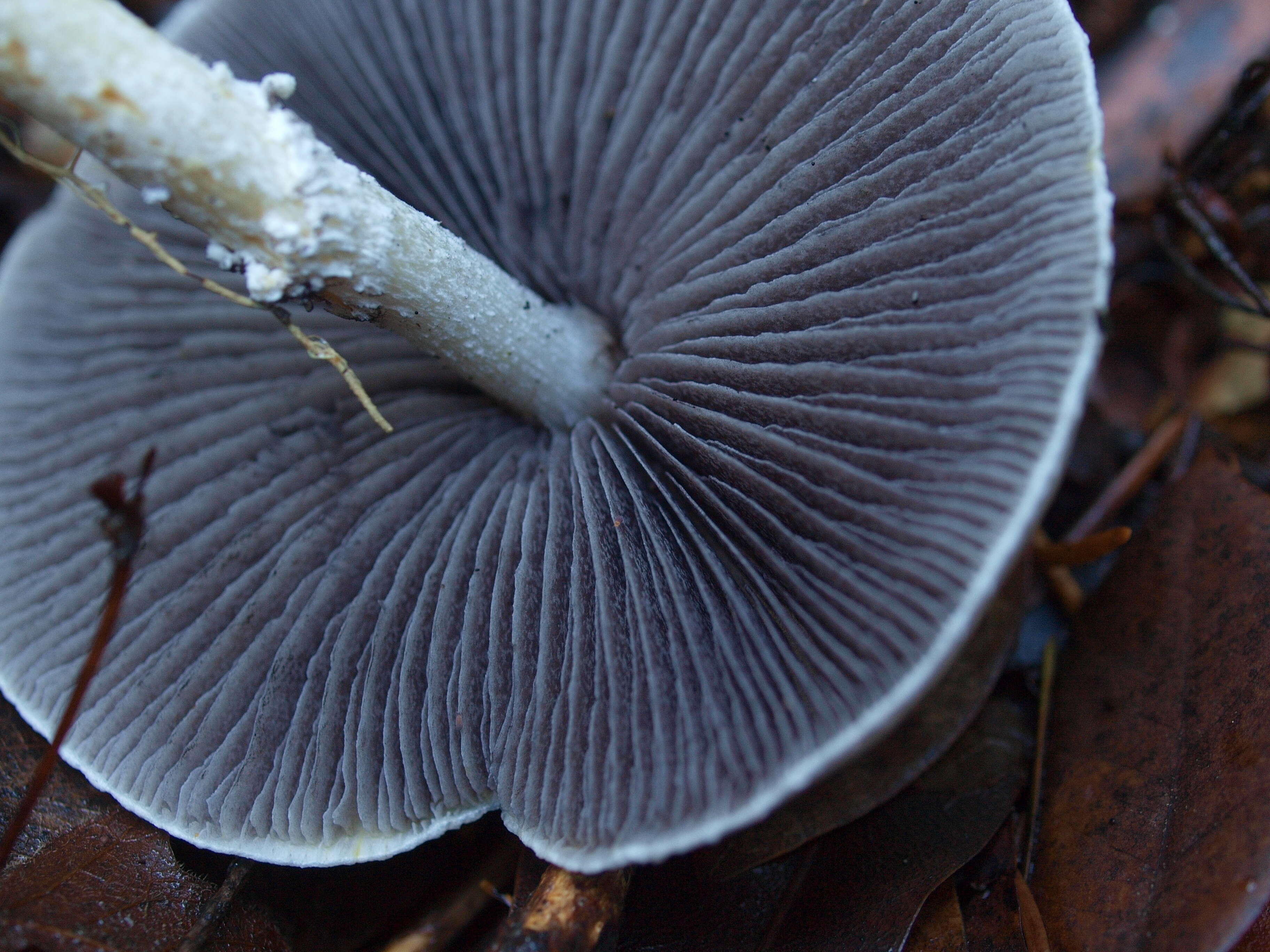 Image of Stropharia pseudocyanea (Desm.) Morgan 1908