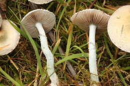 Image of Stropharia pseudocyanea (Desm.) Morgan 1908