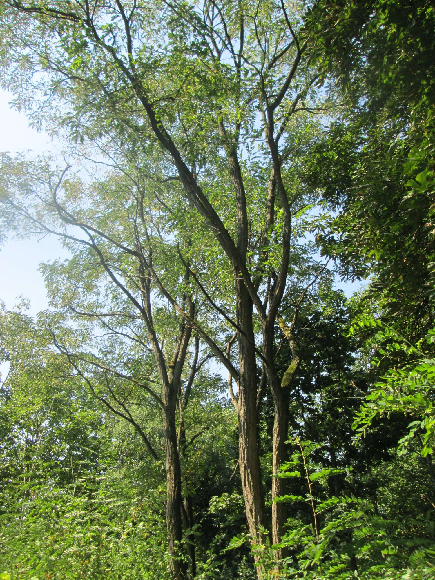 Image of black locust