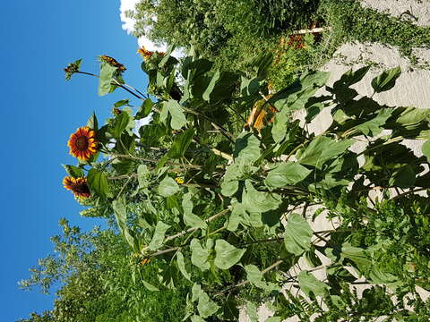 Image of common sunflower