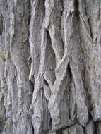 Image of Fremont cottonwood