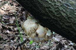 Image of Pleurotus pulmonarius (Fr.) Quél. 1872