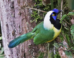 Image of Green Jay