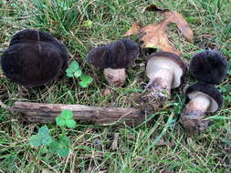 Image of Tylopilus alboater (Schwein.) Murrill 1909