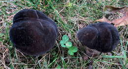 Image of Tylopilus alboater (Schwein.) Murrill 1909