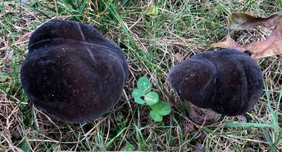 Image of Tylopilus alboater (Schwein.) Murrill 1909