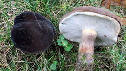 Image of Tylopilus alboater (Schwein.) Murrill 1909