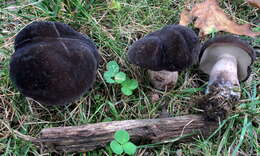 Image of Tylopilus alboater (Schwein.) Murrill 1909