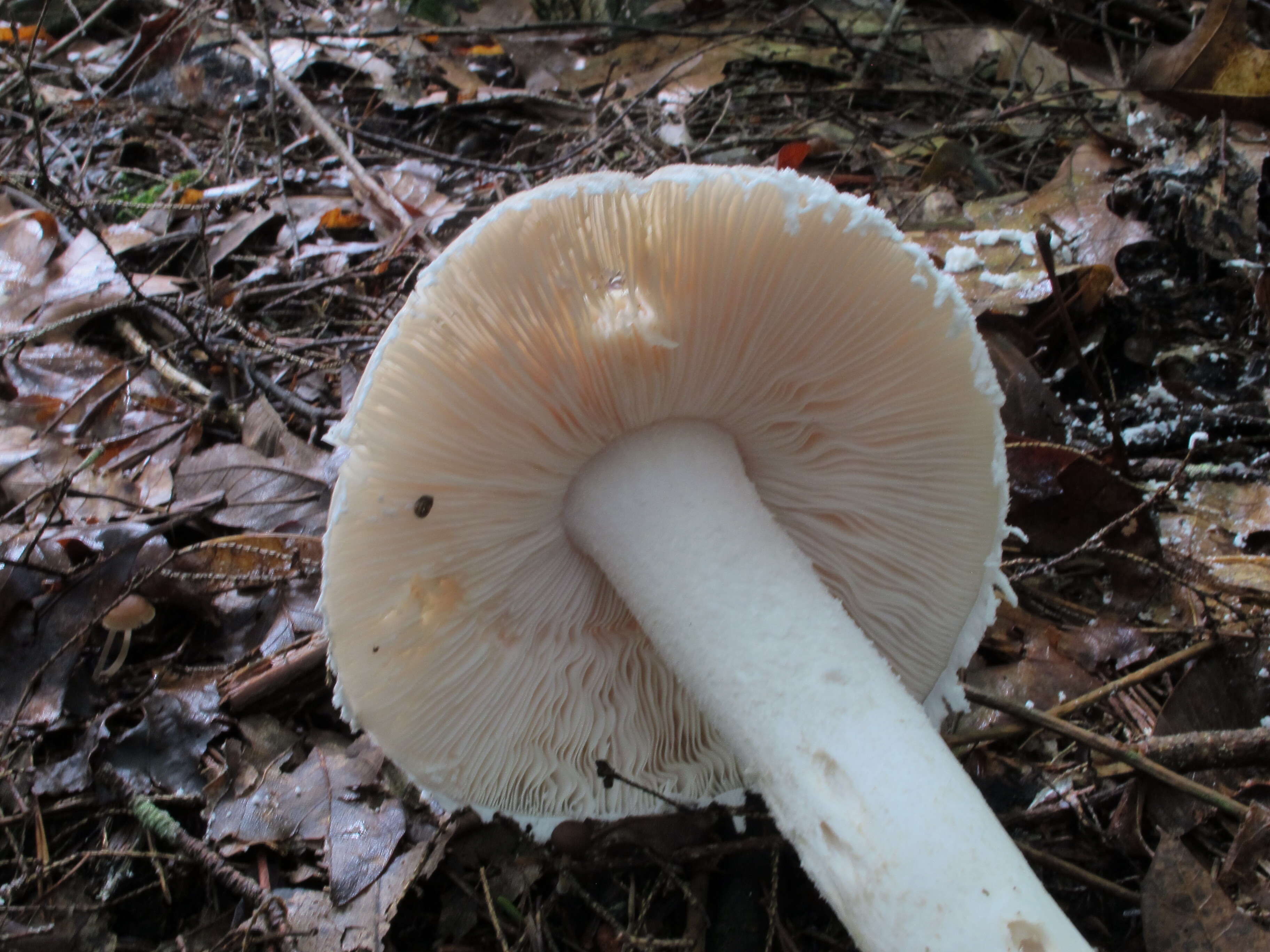 Image of Amanita chlorinosma (Peck) Lloyd 1898