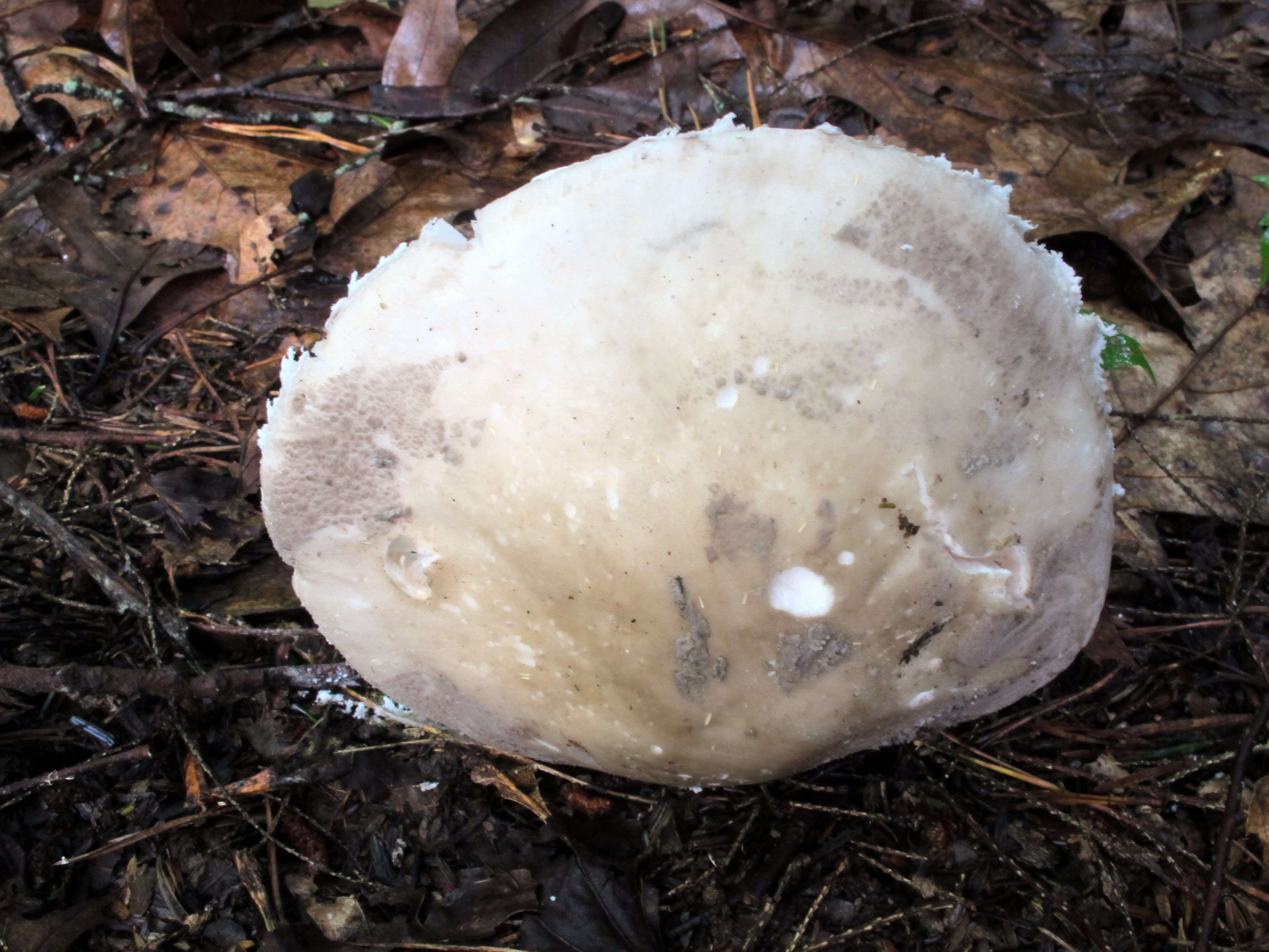 Image of Amanita chlorinosma (Peck) Lloyd 1898