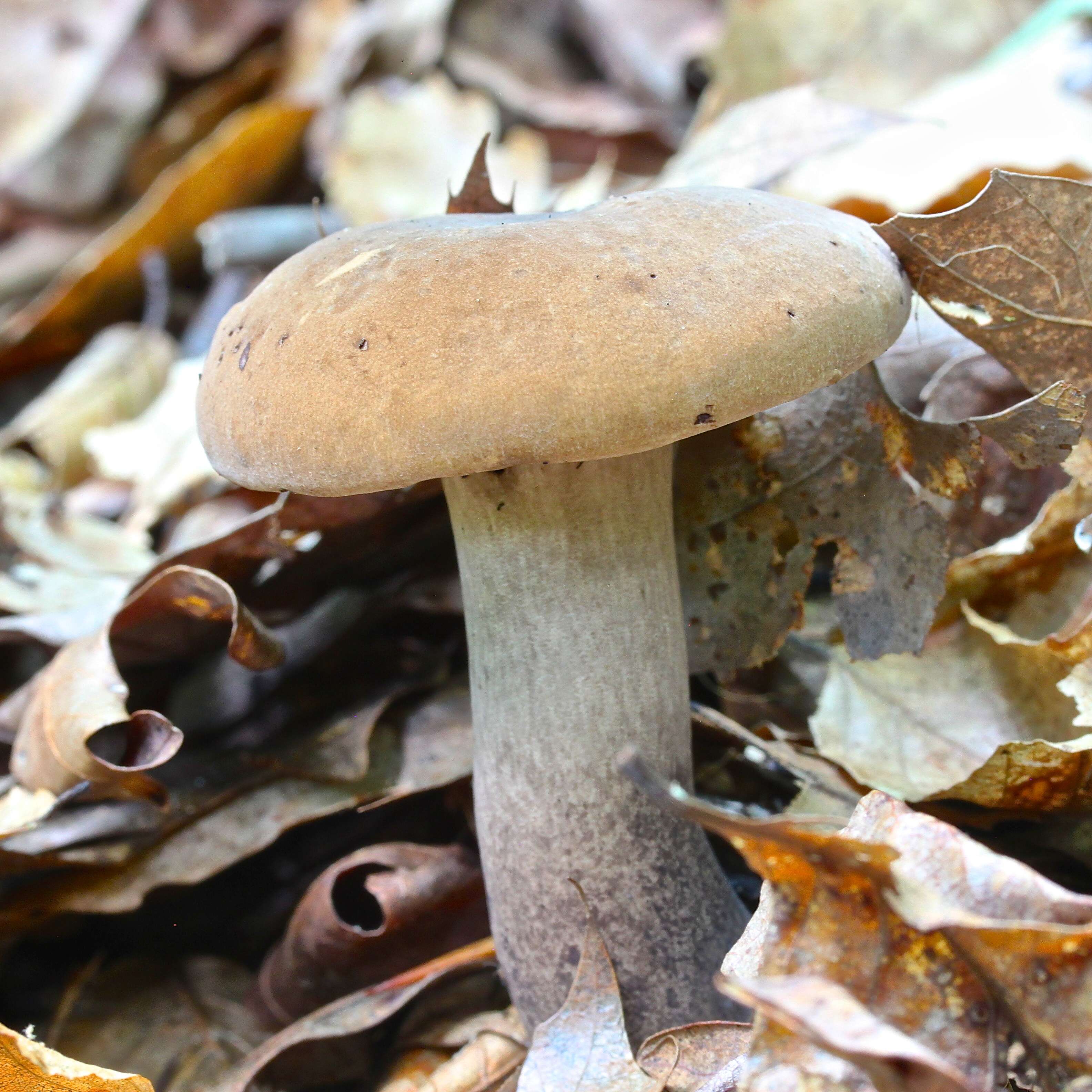 Imagem de Tylopilus atronicotianus Both 1998