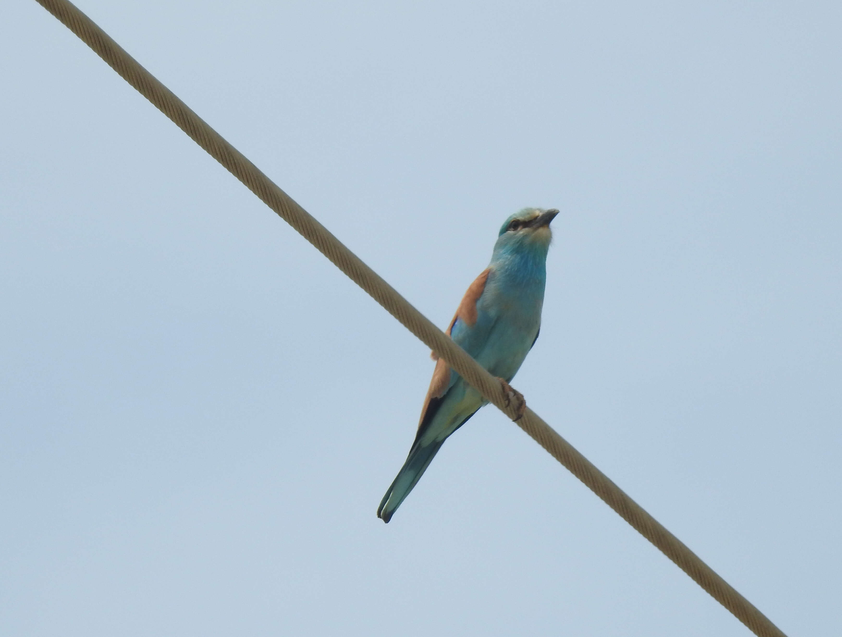 Image of European Roller