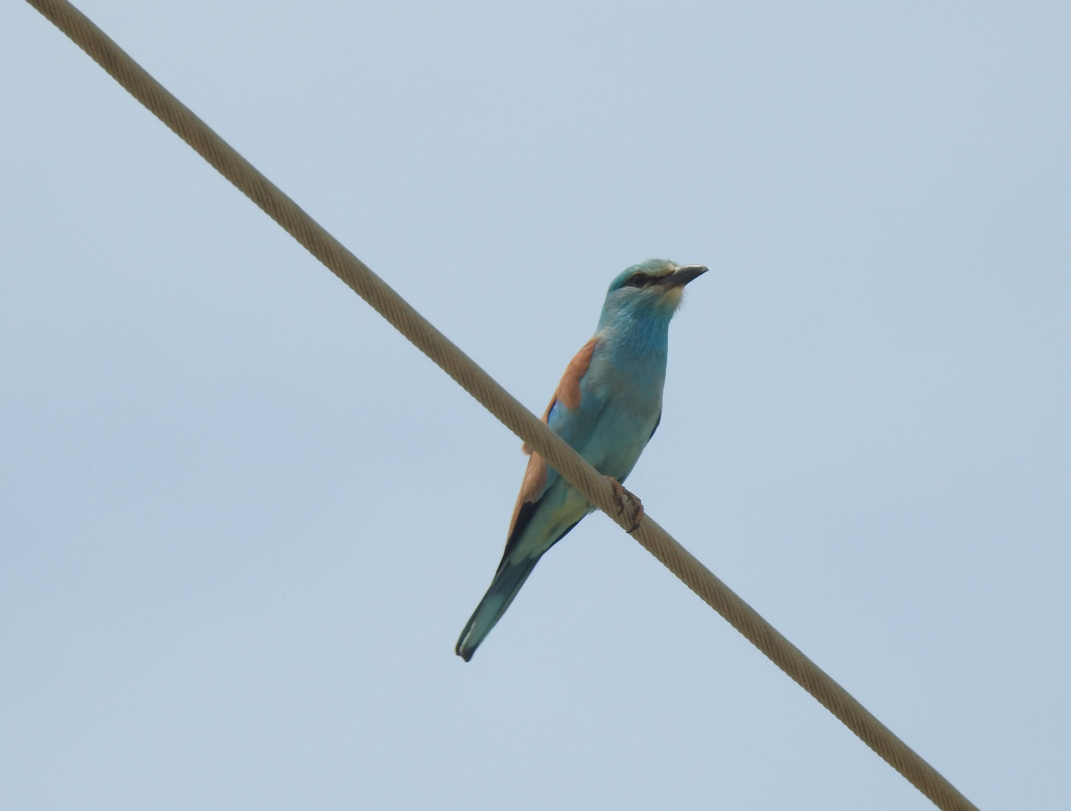 Image of European Roller