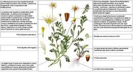 Image of corn chamomile