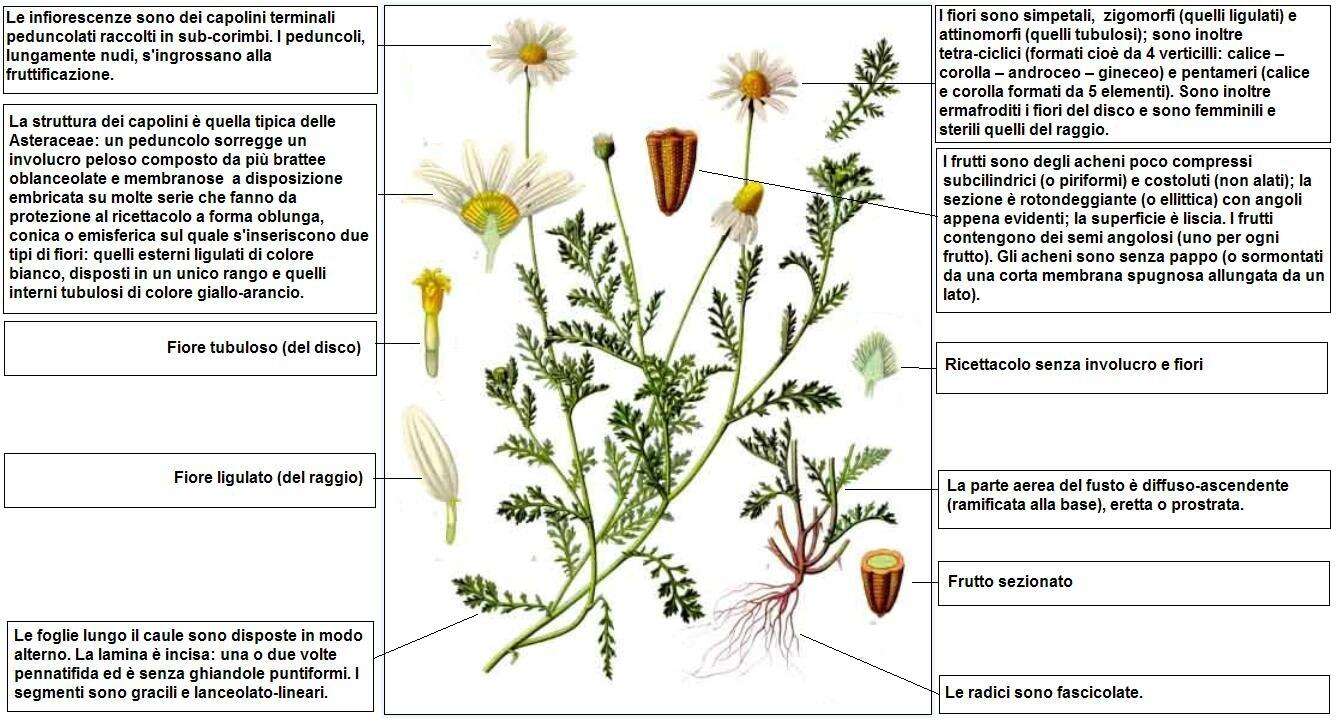 Anthemis arvensis L. resmi