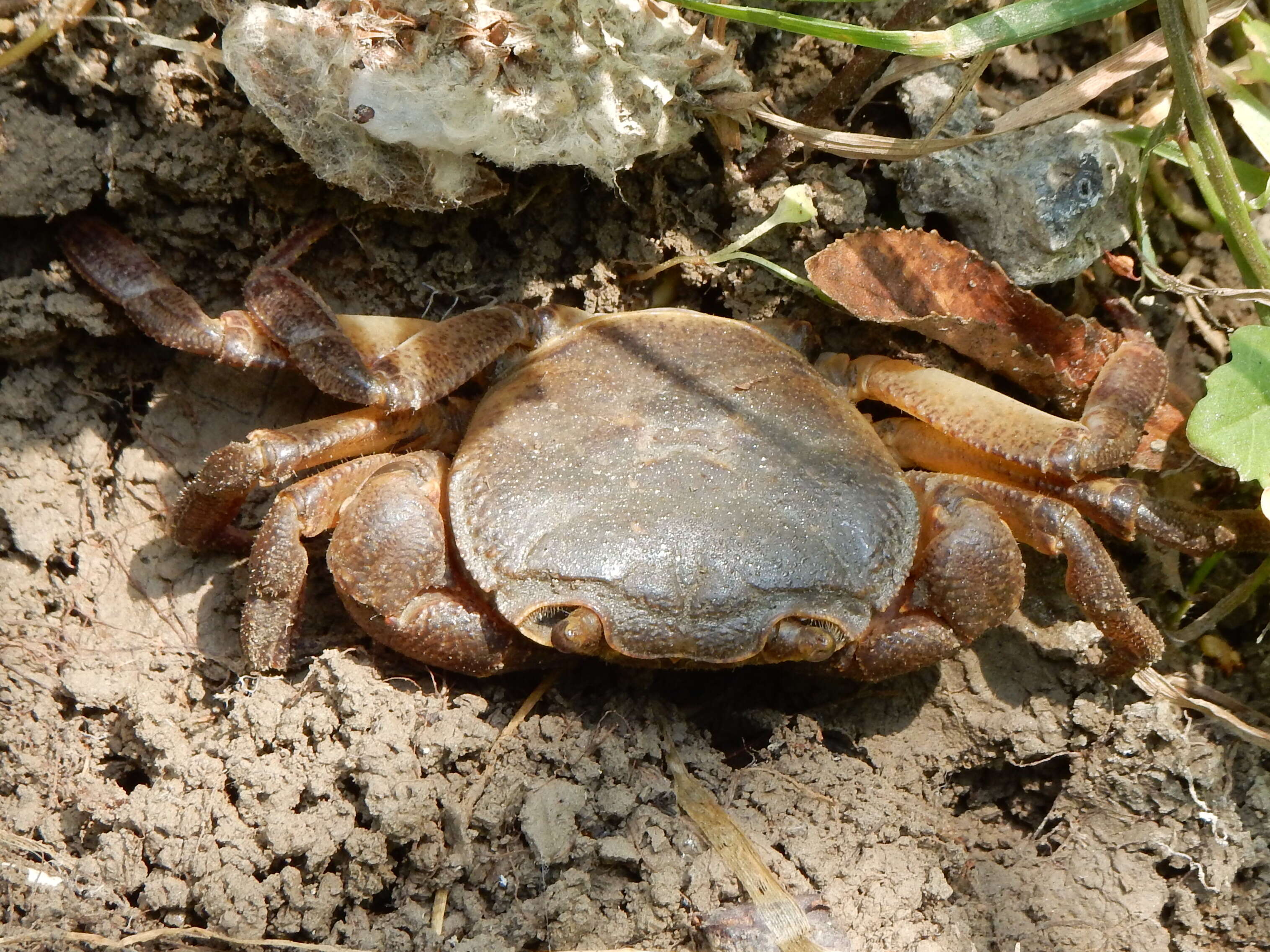 Imagem de Potamon ibericum (Bieberstein 1809)