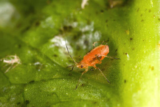 Image of Aphid