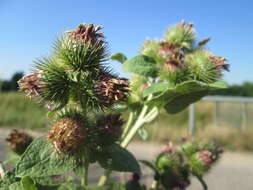 Plancia ëd Arctium minus (Hill) Bernh.