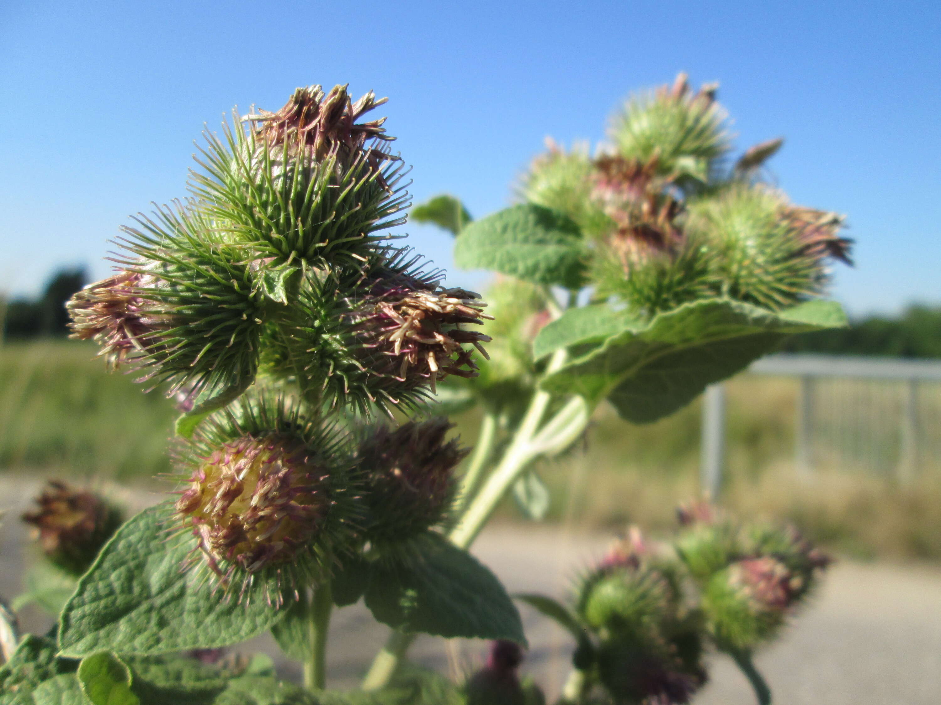 Plancia ëd Arctium minus (Hill) Bernh.