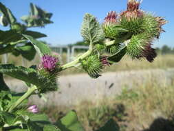 Plancia ëd Arctium minus (Hill) Bernh.