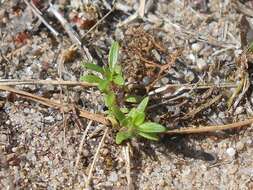 Слика од Thymus serpyllum L.