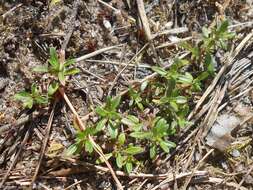 Слика од Thymus serpyllum L.