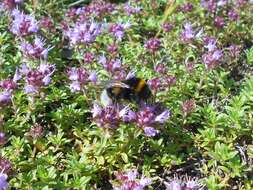 Слика од Thymus serpyllum L.