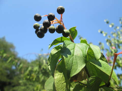 Image of bloodtwig dogwood