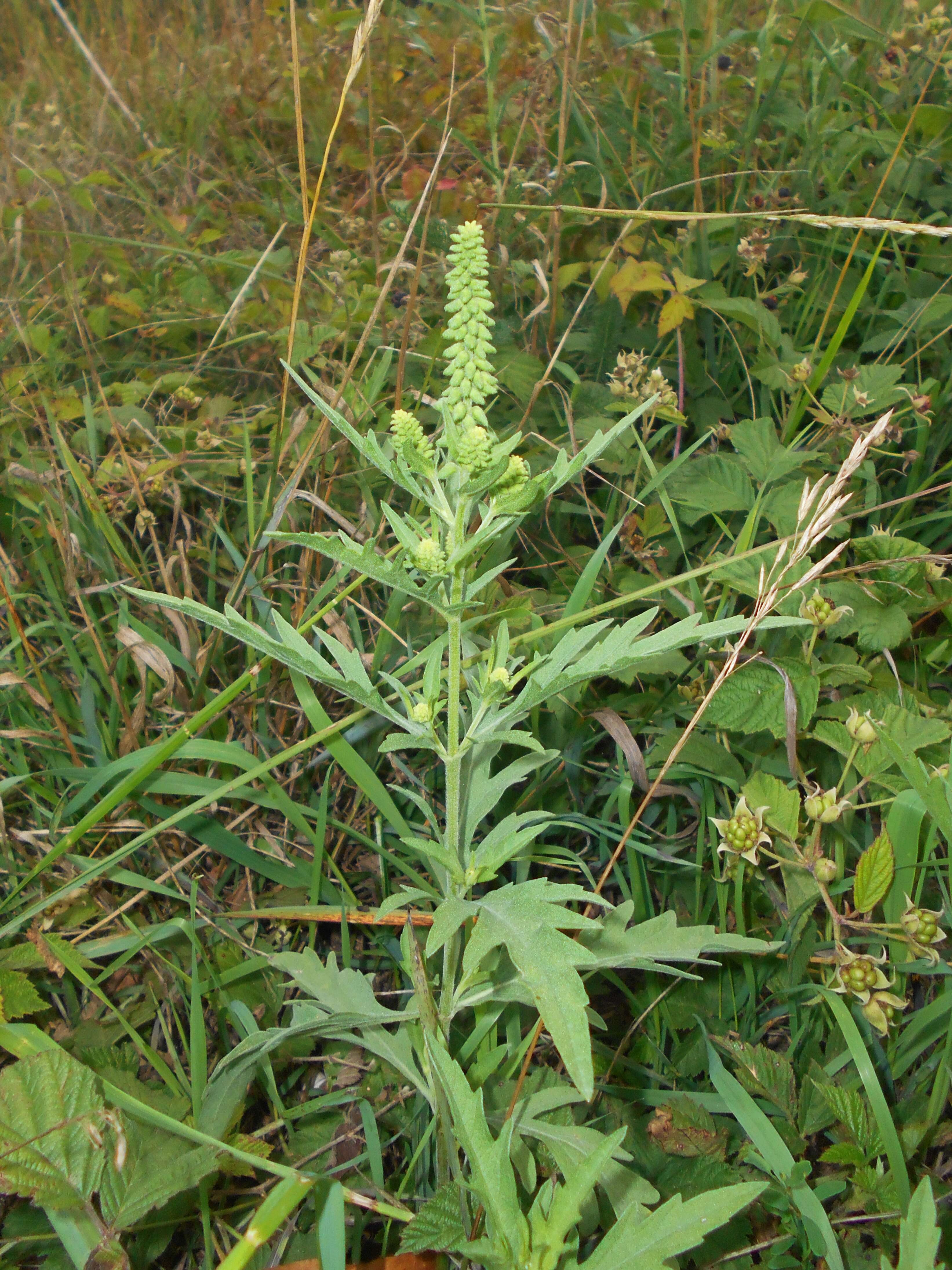 Image of Cuman ragweed