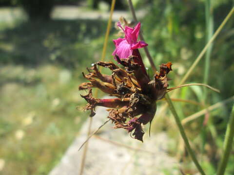 Image of carthusian pink