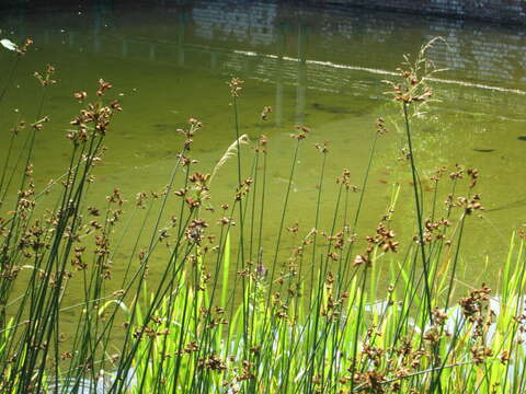 Image of lakeshore bulrush