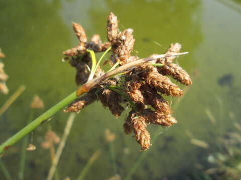 Image of lakeshore bulrush