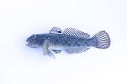 Image of Neogobius