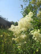 Image of Meadowsweet