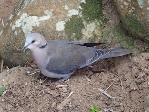 Image of Cape Turtle Dove