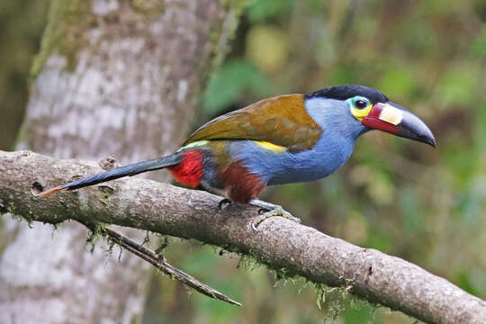 Image of Plate-billed Mountain Toucan