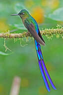 Image of Violet-tailed Sylph