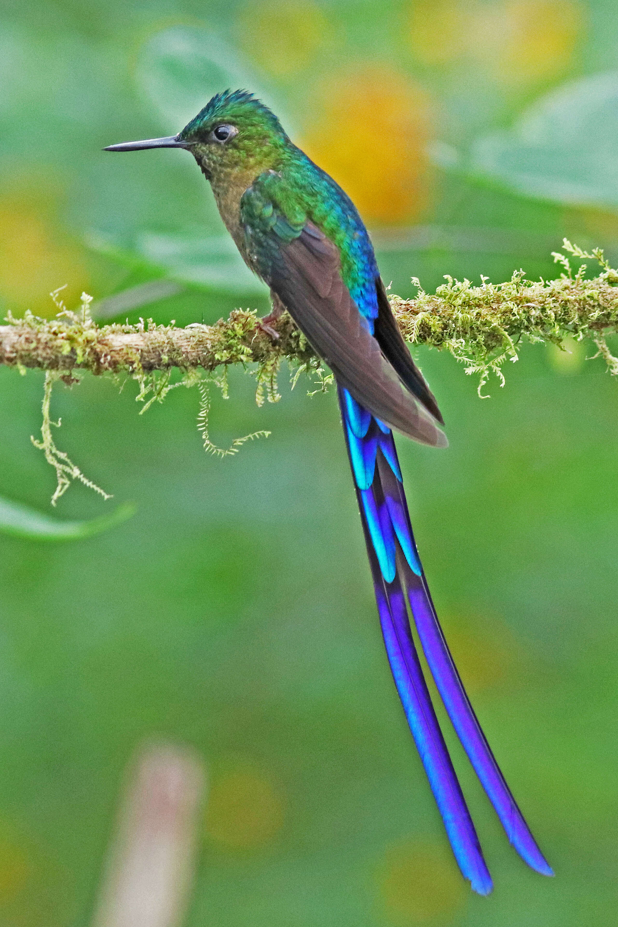 Image of Violet-tailed Sylph