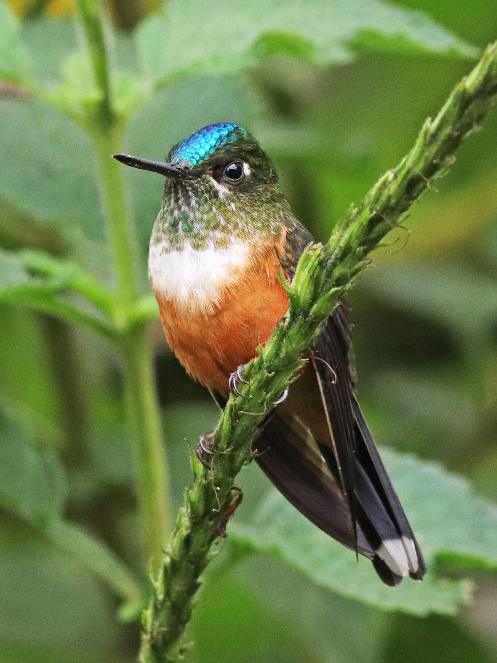 Image of Violet-tailed Sylph