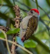 Image of African Grey Woodpecker