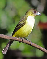 Image of Flame-rumped Tanager