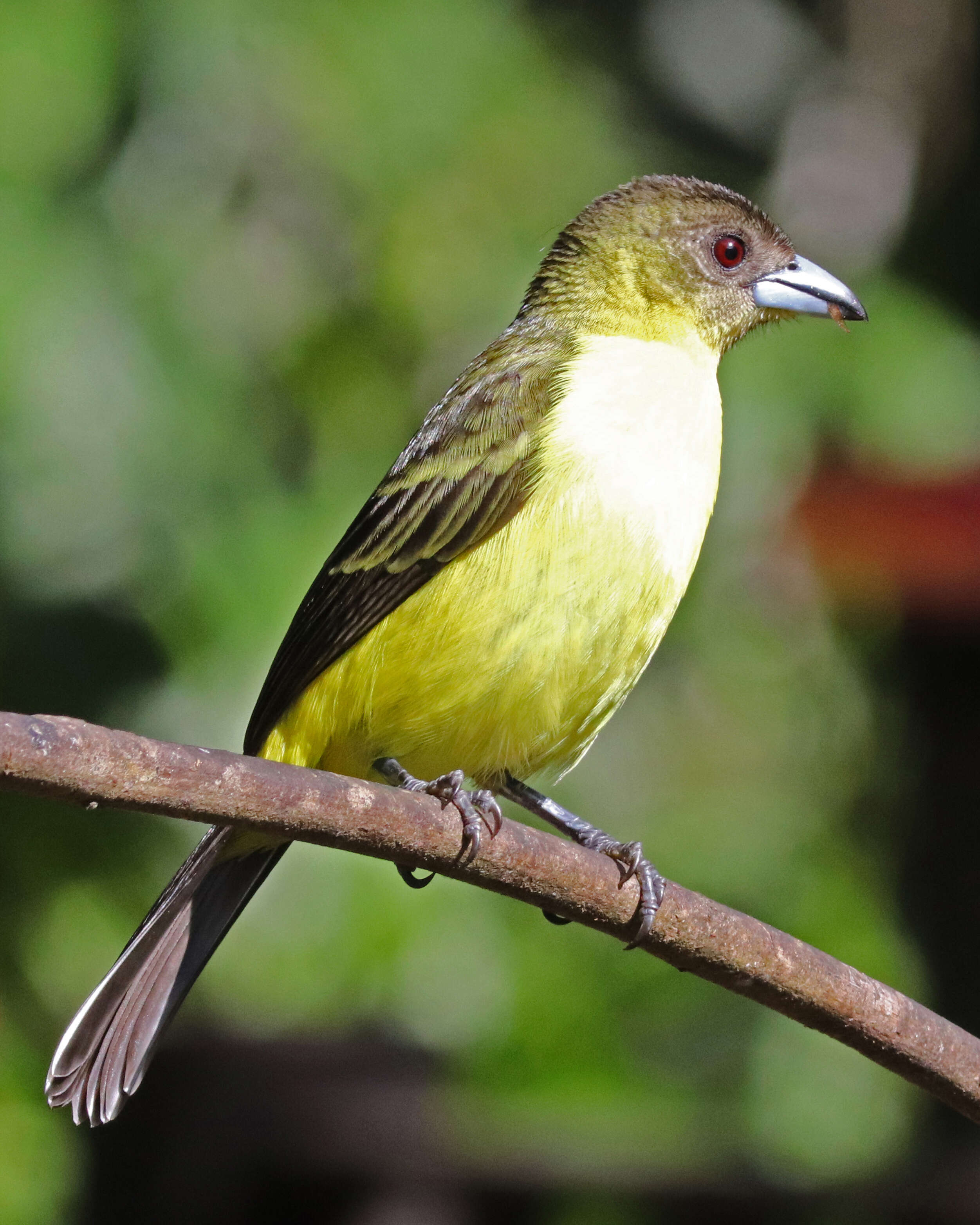 Image of Flame-rumped Tanager