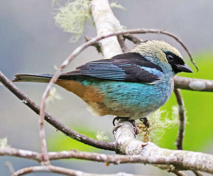 Image of Metallic-green Tanager