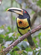 Image of Pale-billed Araçari