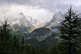 Image of Alpine Larch