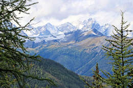 Image of Alpine Larch