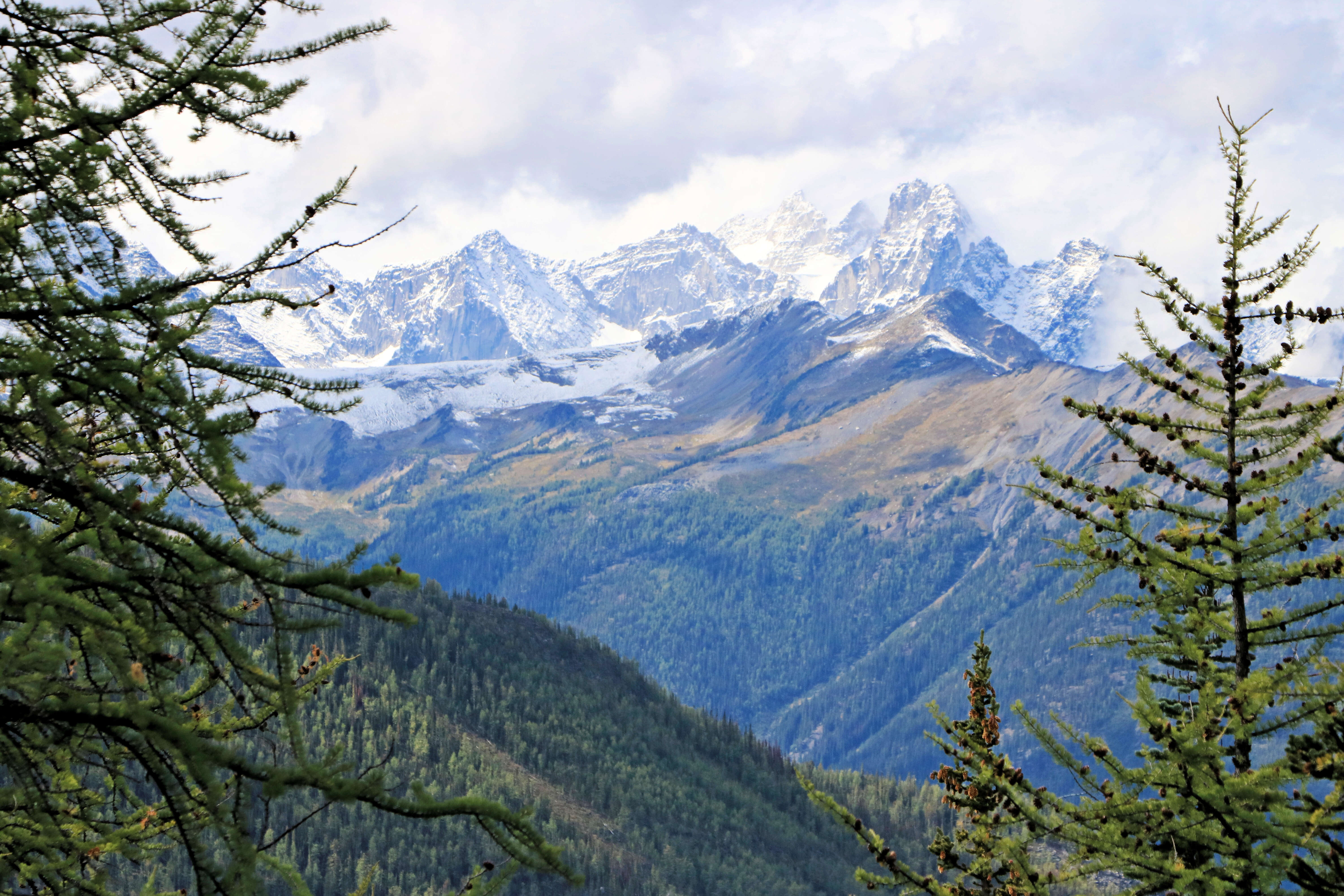 Image of Alpine Larch