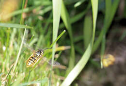 Image de Vespula maculifrons (Buysson 1905)