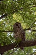 Image of Barred Owl