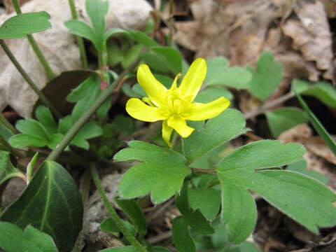 Слика од Ranunculus fascicularis Muhl. ex Bigel.